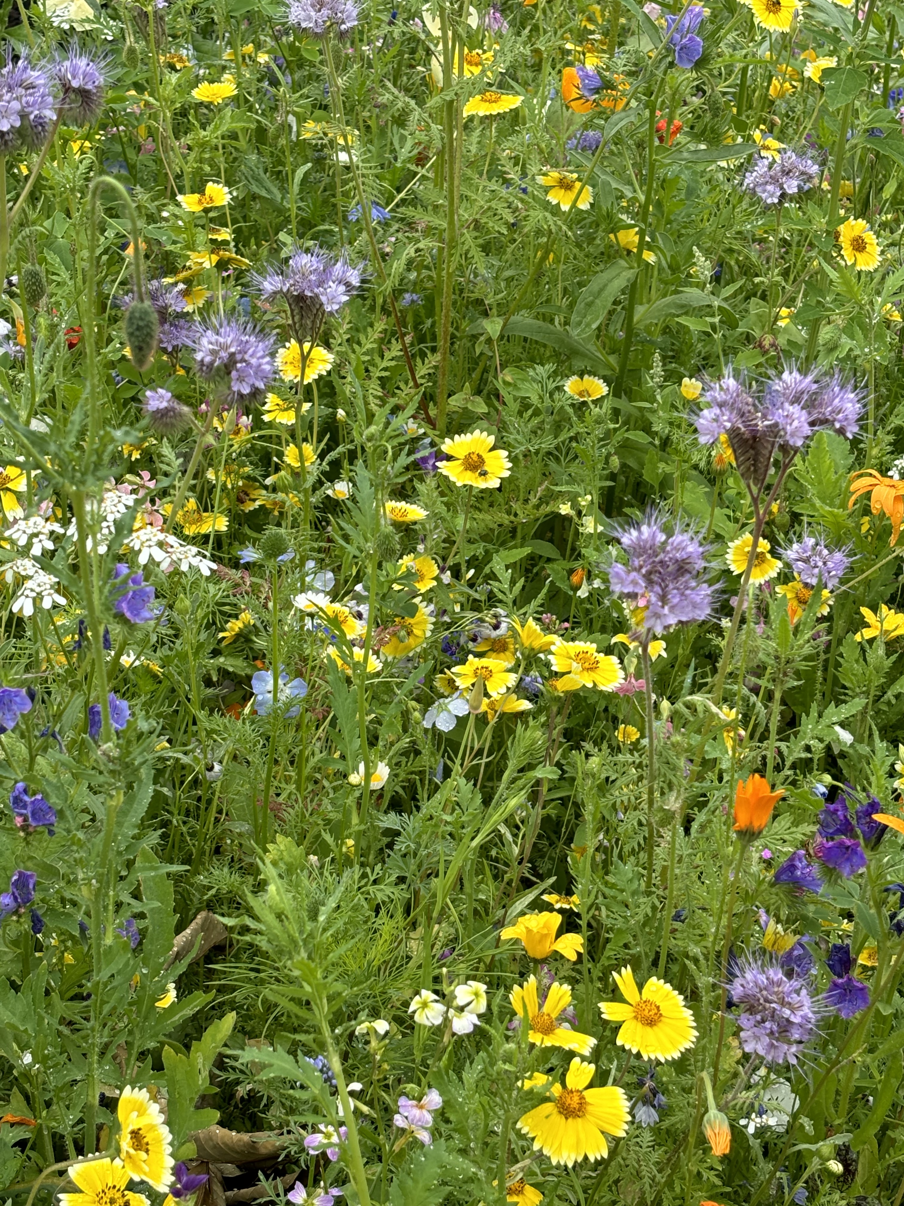 Blumenwiese Naturerlebnis OWL Minden-Lübbecke