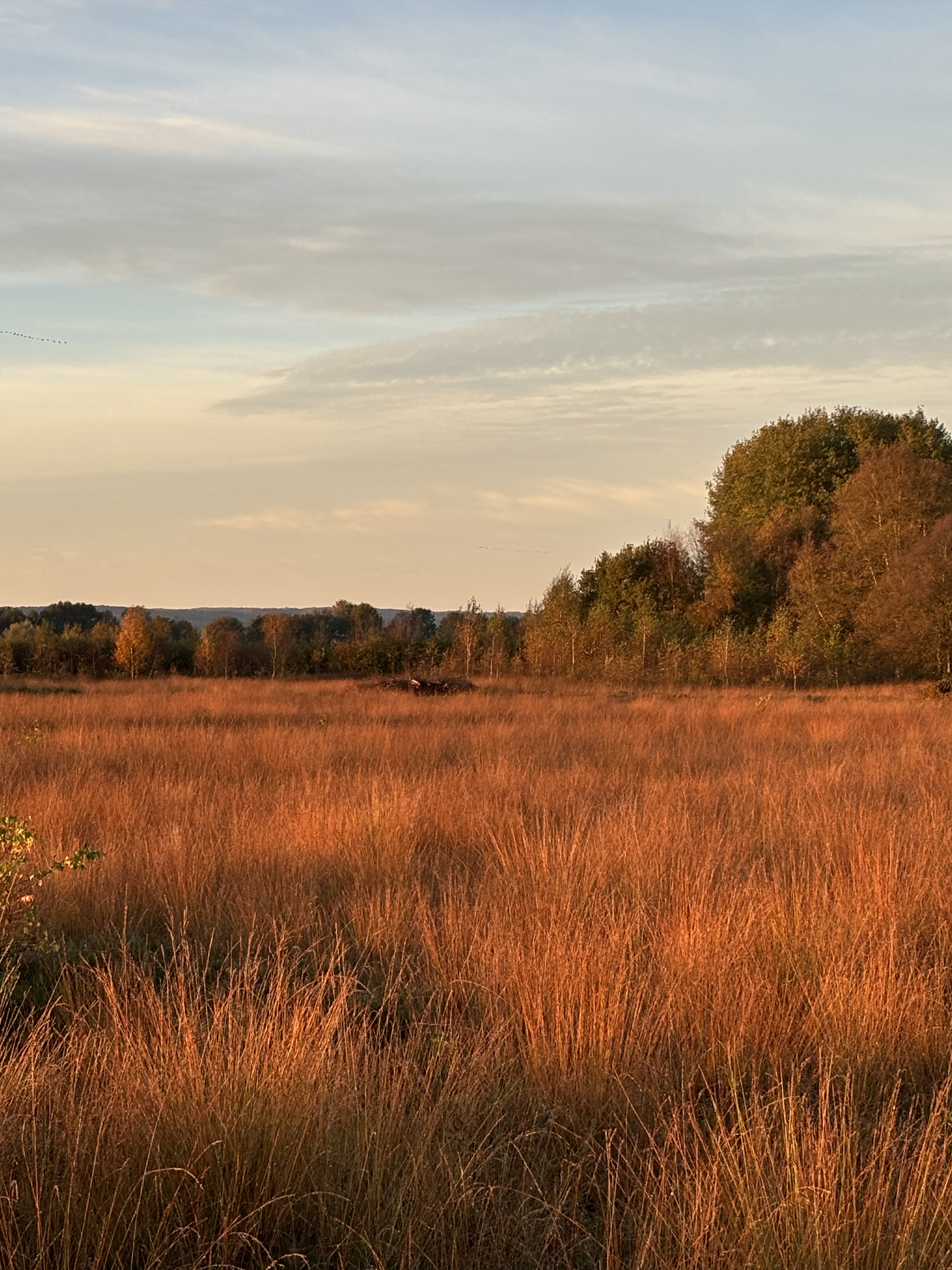 Moor im Herbstlicht — Naturführung OWL Minden-Lübbecke