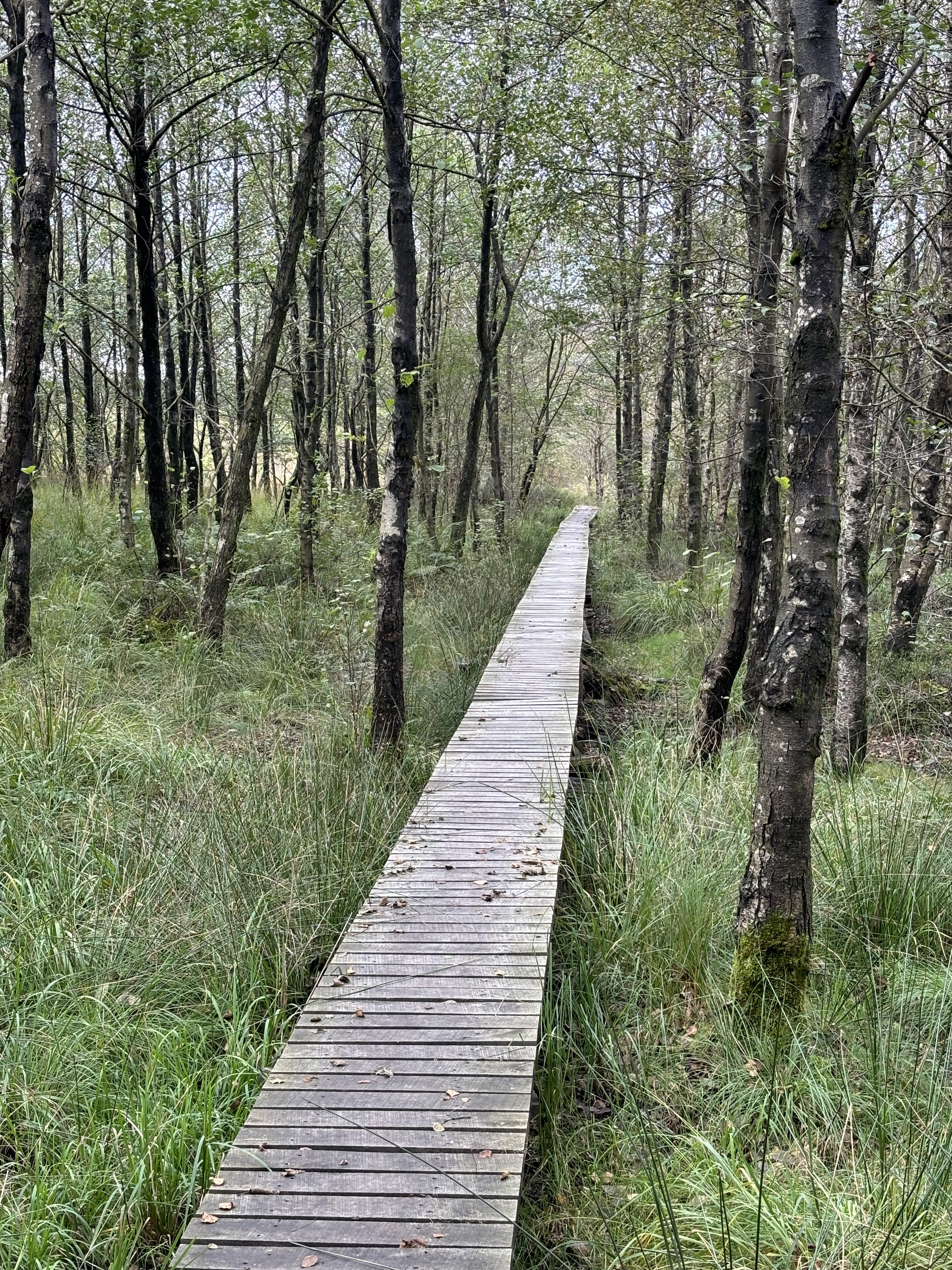 Weg durch das Moor — Naturführung Minden-Lübbecke OWL