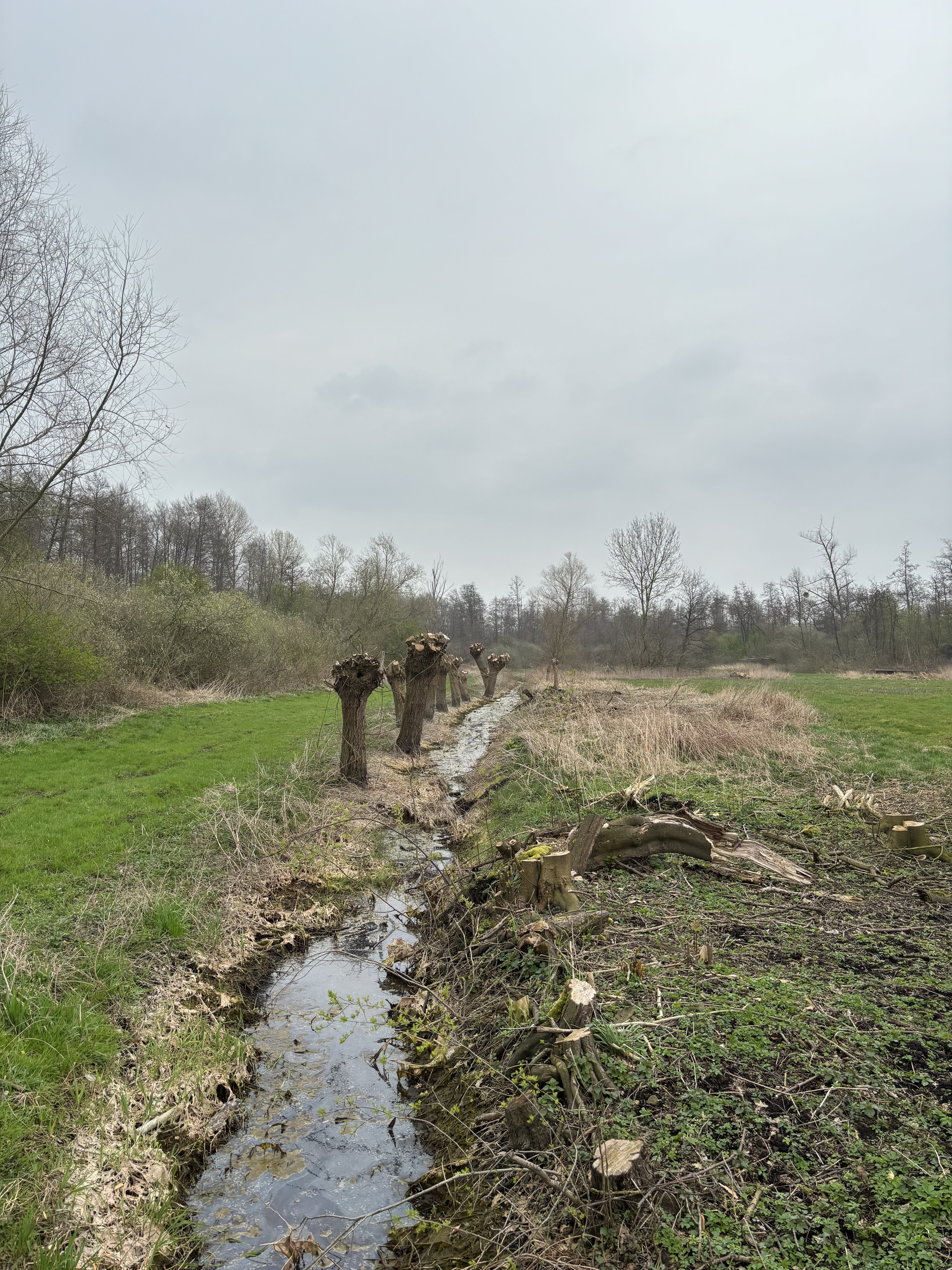 Weiden im Moor — Bastauwiesen Minden Naturführung